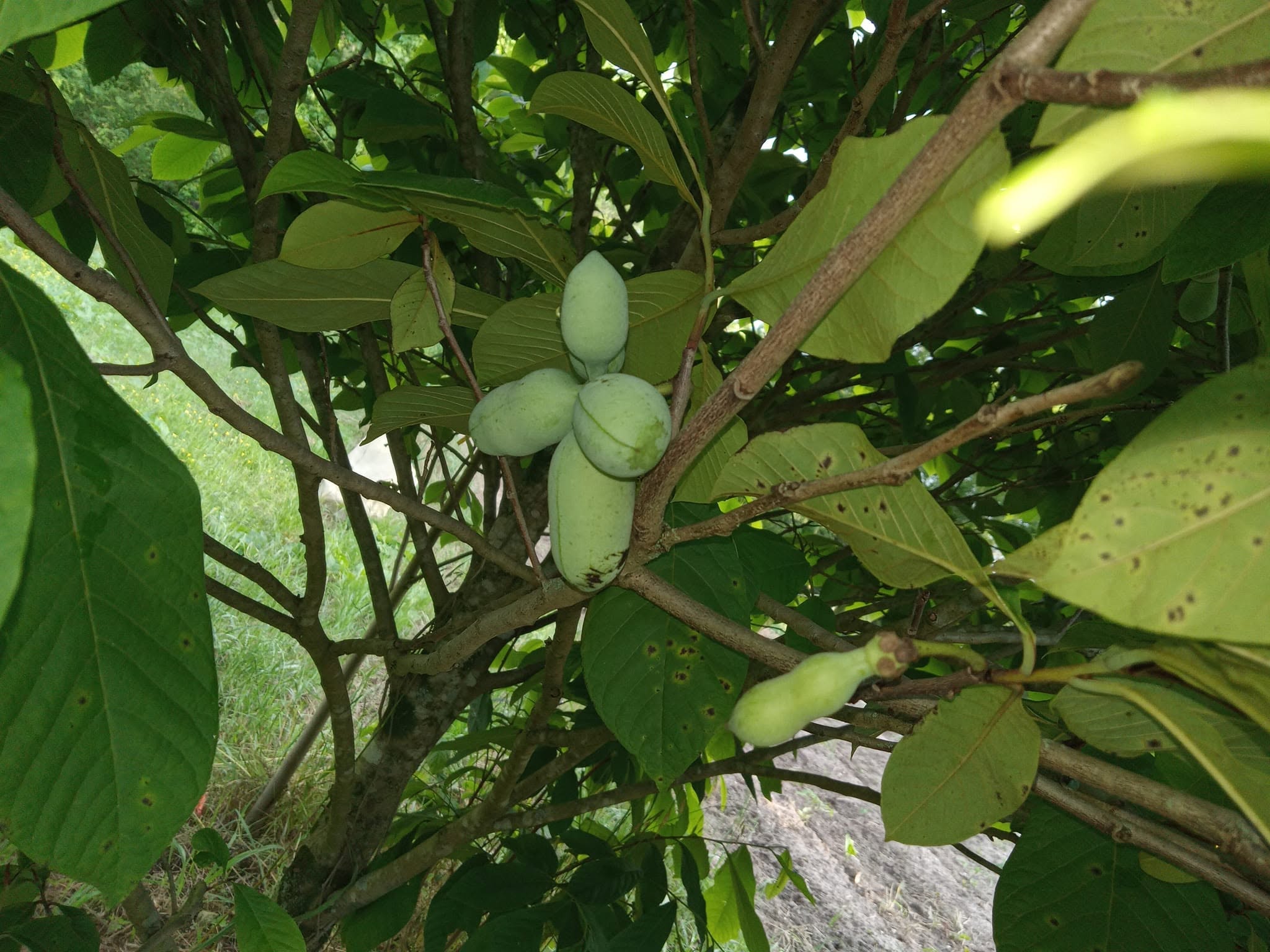 North American Pawpaw tree and fruit